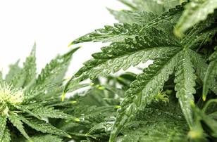 sativa_oel.jpg